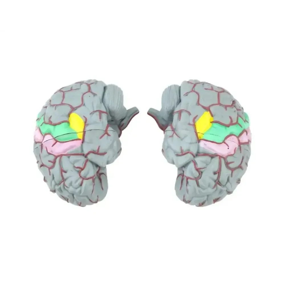 Life Size Human Brain Model - Medical Teaching (w/ 4 sections) EUC - Picture 5 of 10